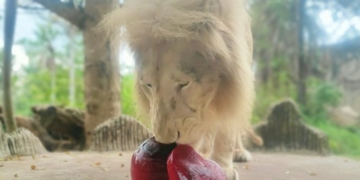 'สวนสัตว์เขาเขียว'-จัดกิจกรรมส่งมอบความรักให้สัตว์ป่า-ต้อนรับ-'วาเลนไทน์'-|-เดลินิวส์