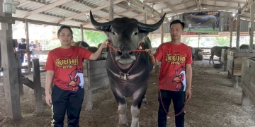 หนุ่มมหาสารคาม-หอบเงิน-6.5-ล้าน-สู่ขอเจ้าทองสุข-“ควาย”-ไทยสายพันธุ์ชลบุรี