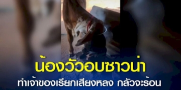 ชายคลุ้มคลั่งวิ่งบนถนน-ไม่กลัวรถชน-ตำรวจ-กู้ภัยไล่จับวุ่น