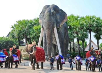 ปางช้างสวนนงนุชพัทยา-ได้รับมาตรฐานการปฏิบัติที่ดี-แห่งแรกของเมืองไทย