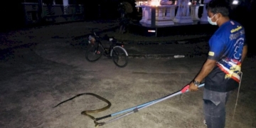 เผ่นกระเจิง-ก่อนแจ้งกู้ภัยฯ-จับระทึกจงอาง-ยาวกว่า-4-เมตร-บุกบ้าน