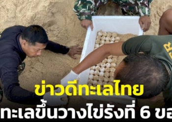 สอรฝคุ้มครองแม่เต่า-“เทียนทะเล”-ขึ้นวางไข่กว่า-300-ฟอง-บริเวณชายหาดสัตหีบ-จ.ชลบุรี