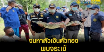 ชาวบ้านผวา-งมหาตัวเงินตัวทอง-แต่กลับเจอจระเข้-เข้ากัดได้รับบาดเจ็บ-–-topnews