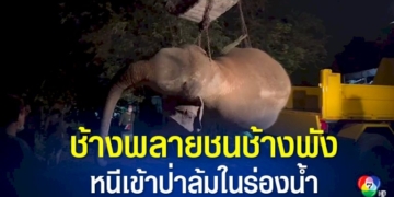 สลดหมู่บ้านช้างพัทยา-ช้างพลายวัย-15-ปี-ดึงโซ่ล่ามช้างพังวัย-40-ปี-มาใช้งาแทง-ชนซ้ำ-ช้างพังหนีเข้าป่าล้มกลางร่องน้ำ