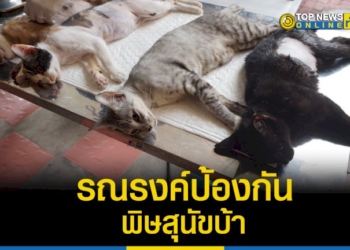 กลุ่มงานสัตว์แพทย์-จัดโครงการรณรงค์ป้องกันโรคพิษสุนัขบ้าในเขตเมืองพัทยา-–-topnews