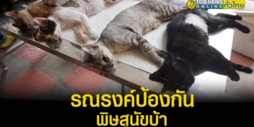 กลุ่มงานสัตว์แพทย์-จัดโครงการรณรงค์ป้องกันโรคพิษสุนัขบ้าในเขตเมืองพัทยา-–-topnews