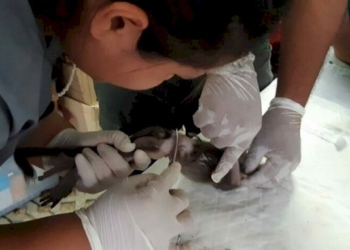 ช่วยลูกลิงบาดเจ็บ-ถูกเชือกรัดเอว-หลังรับแจ้งจากพลเมืองดีผ่านสายด่วน-1362