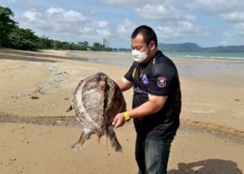เต่าทะเลถูกใบพัดเรือฟันกระดองสิ้นใจสลด-เกยติดหาดตะวันรอน-|-เดลินิวส์