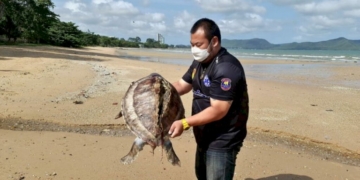 เต่าทะเลถูกใบพัดเรือฟันกระดองสิ้นใจสลด-เกยติดหาดตะวันรอน-|-เดลินิวส์