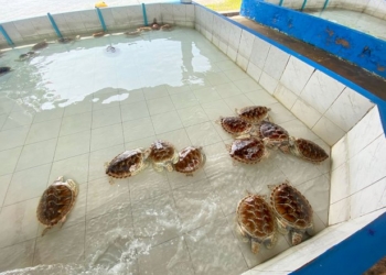5-สถานที่ท่องเที่ยวไทย-ออกไปเรียนรู้การอนุรักษ์-“เต่าทะเล”