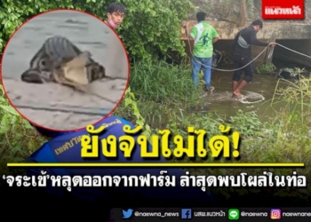 คว้าน้ำเหลว!-ไล่จับ