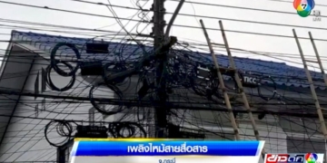 หนุ่มกู้ภัยเจอภาพหาดูยาก-พบงูสิงกำลังพลอดรักอยู่ในสวนปาล์ม-อบ่อทอง-จ.ชลบุรี-เชื่อมาให้โชคลาภ