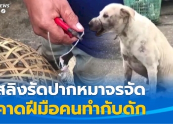 ช่วยทุลักทุเล-สุนัขจรจัดถูกลวดสลิงรัดปากจนบวม-เจ็บปวดทรมาน-คาดฝีมือคนทำกับดัก