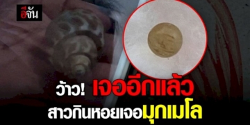 หอยหวานพบวัตถุคล้าย-“มุกเมโล”-อีกแล้วจ้า