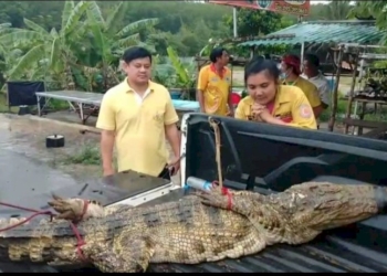ชาวบ้านพบจระเข้โผล่อยู่ในลำลางสาธารณะ