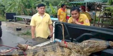 ชาวบ้านพบจระเข้โผล่อยู่ในลำลางสาธารณะ