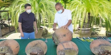 สุดมหัศจรรย์!-มะพร้าวก้นสาวสวนนงนุชพัทยา-ผลสุกพร้อมกัน-7-ลูกในรอบ-40-ปี