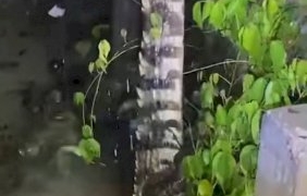 ผงะ!-“ไอ้เข้”-โผล่เดินเล่นน้ำฝนหน้า-รพ.วัดสมาน-“ชาวบ้าน”-สวมบท-“ไกรทอง”-ช่วยจับ