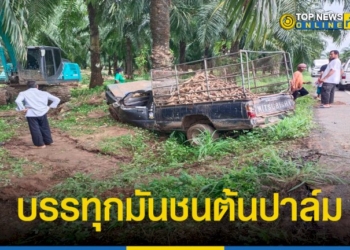 ชายวัย-49-ปี-ขับรถกระบะบรรทุกมันมาเต็มคันเสียหลัก-พุ่งชนต้นปาล์ม-–-topnews