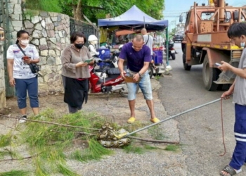 ส่องเลขงูเหลือม-4-เมตร-ขดตัวจำศีลบนยอดเสาหน้าศาล-เชื่อนำโชคลาภมาให้-|-เดลินิวส์