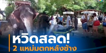 นักท่องเที่ยวตกจากหลังช้างบาดเจ็บ-หลังช้างพลาย-2-เชือก-เดินเบียดกันจนล้ม
