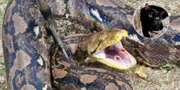 เกือบไปแล้วเหมียว-งูเหลือม-4-เมตร-บุกบ้านนายทหารเรือ-หวังเขมือบแมว