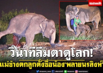 วินาทีชีวิต!-แม่ช้างตกลูก-สมาชิกตัวที่104สวนนงนุช-ตั้งชื่อน้อง