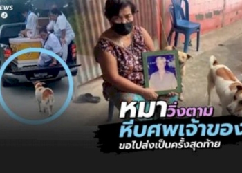 สุนัขวิ่งตามหีบศพเจ้าของจนถึงวัด-ขอไปส่งเป็นครั้งสุดท้าย