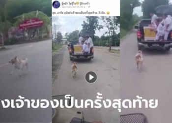 ประทับใจปนเศร้า-สุนัขวิ่งตามหีบศพเจ้าของ-ระยะทางกว่า-10-กม.-จนถึงเขตวัด
