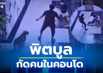 “พิตบูล”-กระโจนกัดผู้พักอาศัยในคอนโดฯ-เลี้ยงมานาน-2-ปี