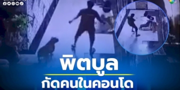“พิตบูล”-กระโจนกัดผู้พักอาศัยในคอนโดฯ-เลี้ยงมานาน-2-ปี