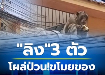 ชาวบ้านผวา!-ลิง-3-ตัว-โผล่ขโมยของ-สร้างความเดือดร้อน-แถมเกรงดุร้ายอันตรายกับนักท่องเที่ยว