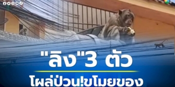 ชาวบ้านผวา!-ลิง-3-ตัว-โผล่ขโมยของ-สร้างความเดือดร้อน-แถมเกรงดุร้ายอันตรายกับนักท่องเที่ยว