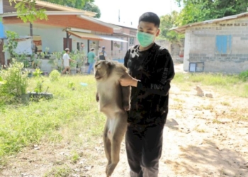 สุดเวทนาลิงกังกำพร้าถูกลามโซ่ใช้ชีวิตโดดเดี่ยวบนต้นไม้นาน-3-ปี-จนชาวบ้านต้องแจ้งเจ้าหน้าที่เข้าช่วย
