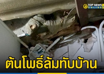 ต้นโพธิ์ขนาดใหญ่อายุกว่า-40-ปี-ล้มทับบ้านเรือนประชาชน-เสียหาย-2-หลัง-โชคดีที่ไม่มีคนได้รับบาดเจ็บ-–-topnews