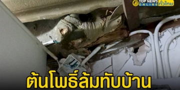 ต้นโพธิ์ขนาดใหญ่อายุกว่า-40-ปี-ล้มทับบ้านเรือนประชาชน-เสียหาย-2-หลัง-โชคดีที่ไม่มีคนได้รับบาดเจ็บ-–-topnews