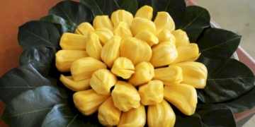 ขนุนหนองเหียงผลผลิตท้องถิ่นสู่ตลาดอินเตอร์-|-เดลินิวส์