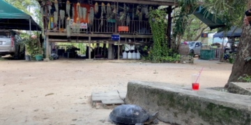 คอหวยไม่พลาด-โรยแป้งหา-“เลขเด็ด”-เต่าขนาดใหญ่-เดินเข้ากุฏิ-“หลวงปู่ฮก”-เกจิดัง