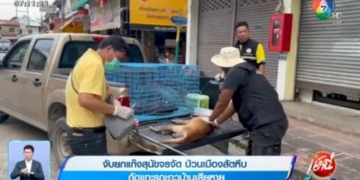 จับยกแก๊งสุนัขจรจัด-ป่วนเมืองสัตหีบ-กัดแทะรถชาวบ้านเสียหาย
