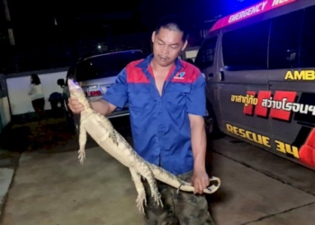 คอหวยรีบเลย!โค้งสุดท้ายส่องทะเบียนรถ-ตัวเงินตัวทองดอดหลับบนห้องเครื่อง-|-เดลินิวส์