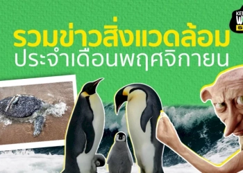เดือนแห่งการหารือ-:-รวมข่าวสิ่งแวดล้อมทั่วโลก-ประจำเดือนพฤศจิกายน