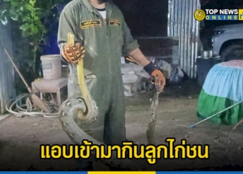 ฝ่ายป้องกันภัยพิบัติทางบก-เมืองพัทยา-จับงูเหลือม-ยาวกว่า-2-เมตร-แอบเข้ามากินลูกไก่ชนของชาวบ้าน-–-topnews