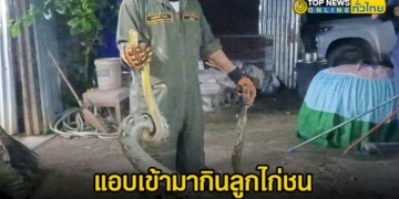ฝ่ายป้องกันภัยพิบัติทางบก-เมืองพัทยา-จับงูเหลือม-ยาวกว่า-2-เมตร-แอบเข้ามากินลูกไก่ชนของชาวบ้าน-–-topnews