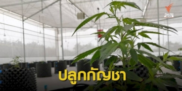 อภ.เดินหน้าปลูกกัญชาเมดิคัลเกรดที่ชลบุรี
