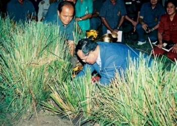ในหลวง-ร.9-ทรงเป็นแรงบันดาลใจ-คนใช้-'หญ้าแฝก'-เผยพืชมหัศจรรย์-อนุรักษ์ดินและน้ำ