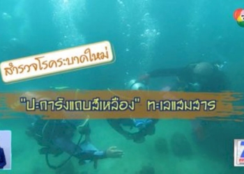 green-report-:-สำรวจโรคระบาดใหม่-ปะการังแถบสีเหลือง-ทะเลแสมสาร