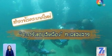 green-report-:-สำรวจโรคระบาดใหม่-ปะการังแถบสีเหลือง-ทะเลแสมสาร