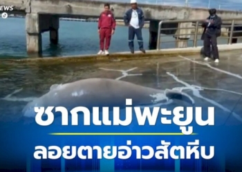 ซากแม่พะยูนขนาดใหญ่-ลอยตายอ่าวสัตหีบ-ชาวประมงคาดอาหารเป็นพิษ