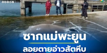 ซากแม่พะยูนขนาดใหญ่-ลอยตายอ่าวสัตหีบ-ชาวประมงคาดอาหารเป็นพิษ