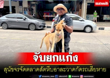 จับหมดแก๊ง!-สุนัขจรจัดอาละวาดในตลาดสัตหีบกัดรถชาวบ้านเสียหาย